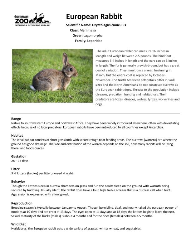 Rabbit, European Fact Sheet thumbnail