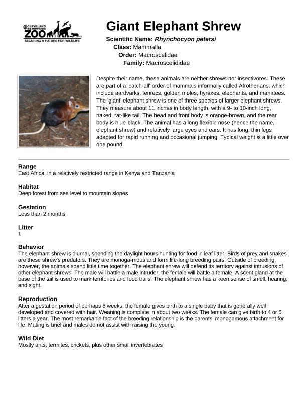Shrew, Giant Elephant Fact Sheet thumbnail