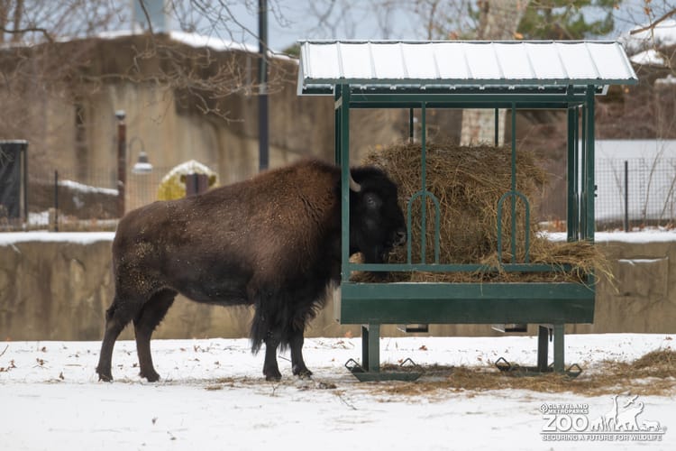 American bison