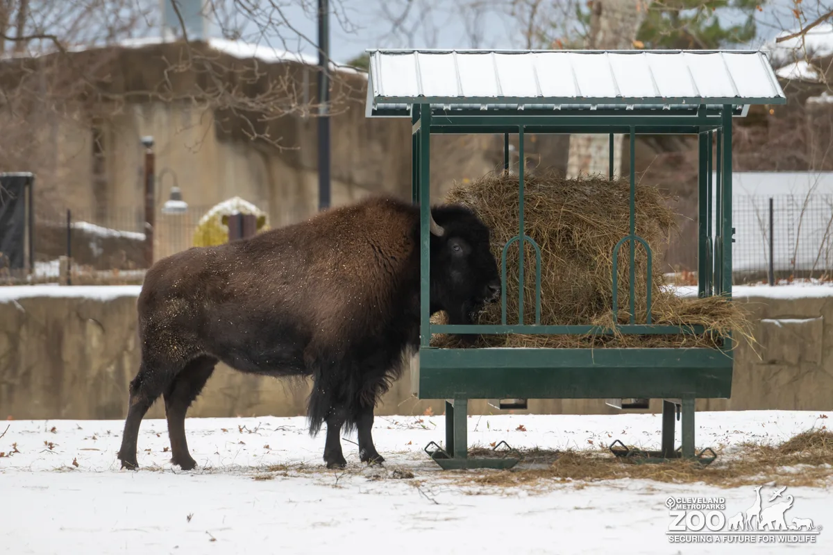 American bison