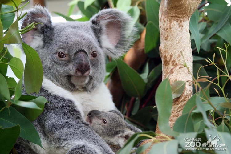 Midgee with her Joey