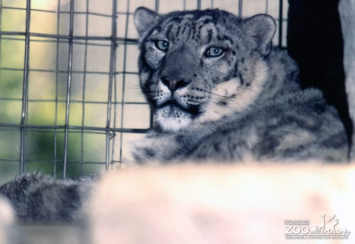 Snow Leopard