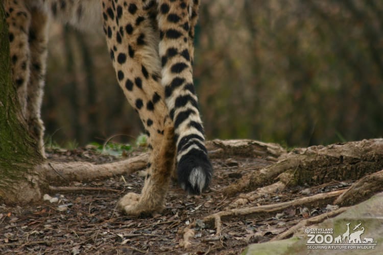 Cheetah Tail