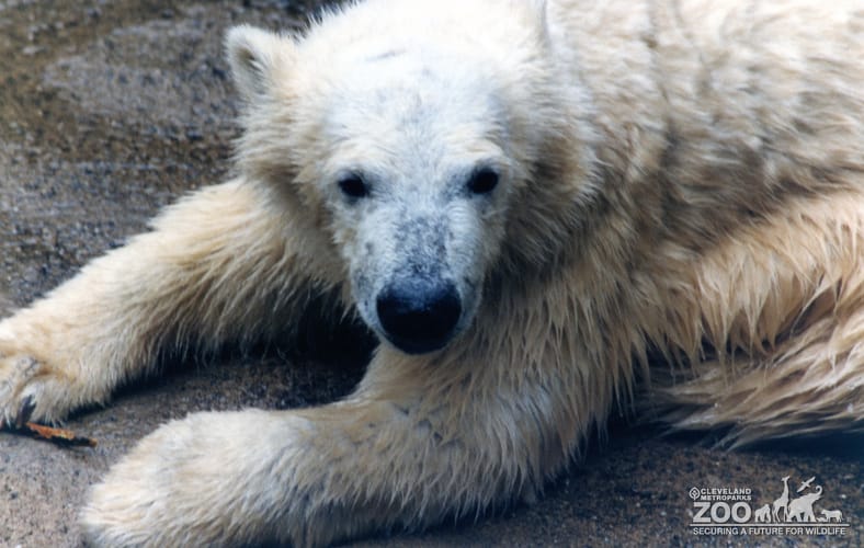 Polar Bear Up Close Of Face 2