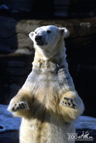 Polar Bear Standing On Hind Legs 