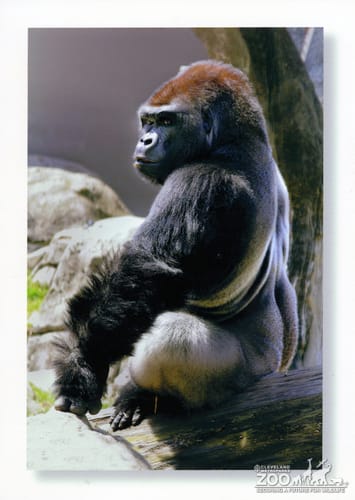 Gorilla, Western Lowland22