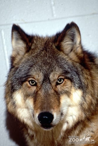 Mexican Gray Wolf Up Close Of Face