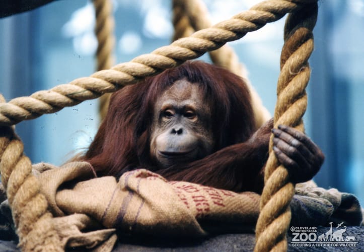 Orangutan with Burlap