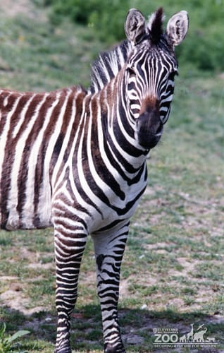 Zebra Close Up