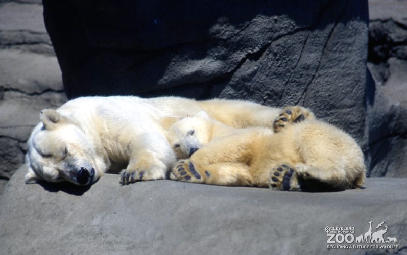Two Polar Bears Snuggling Together (Napping) 2