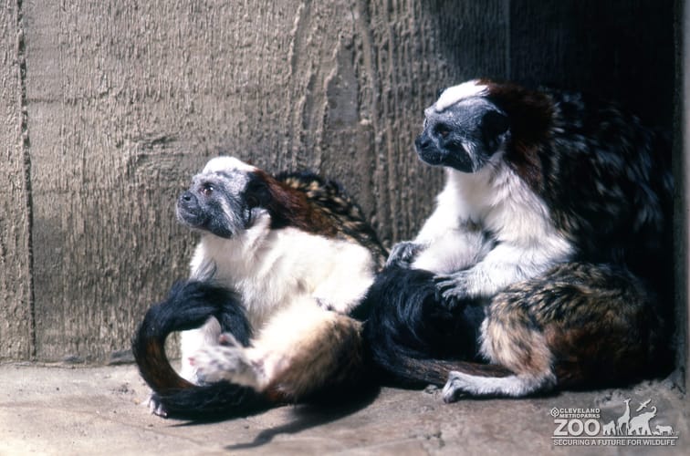 Tamarin, Geoffroy's Grooming Each Other