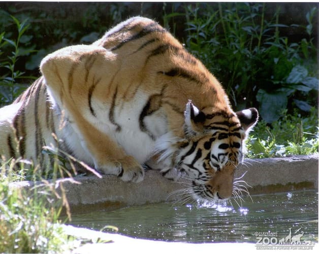 Tiger Drinking