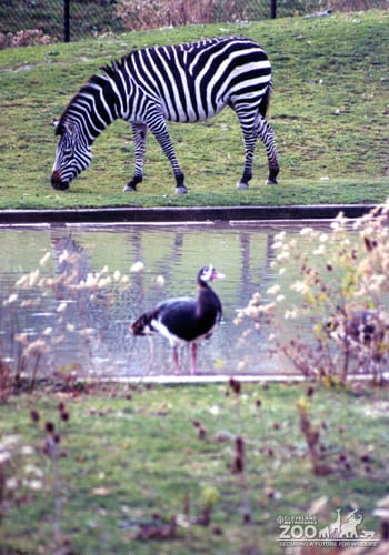 Zebra Grazing 2