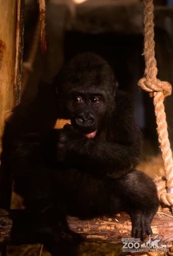 Gorilla, Western Lowland Juvenile 2