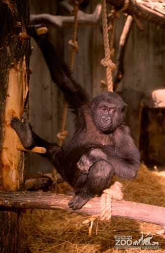 Gorilla, Western Lowland Little Joe  