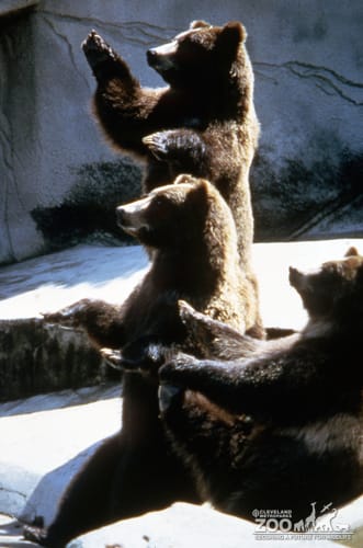 Three Grizzly Bears Sitting Up 