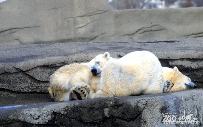 Polar Bears In Water Looking Left