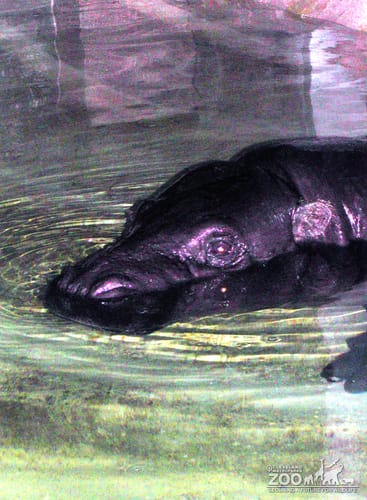 Hippopotamus, Nile8