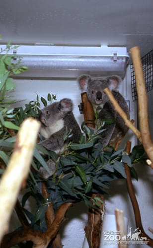 Koalas, Queensland Sitting Among Eucalyptus  