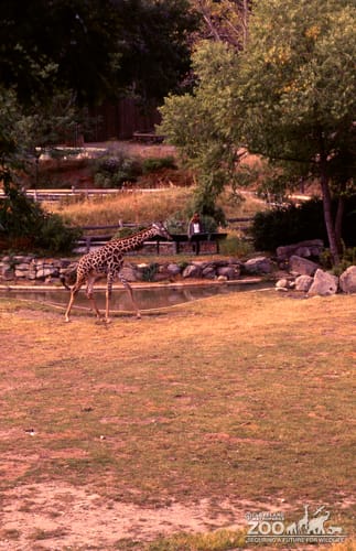 Giraffe, Masai Walking By Water