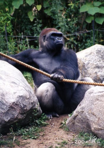 Gorilla, Western Lowland7