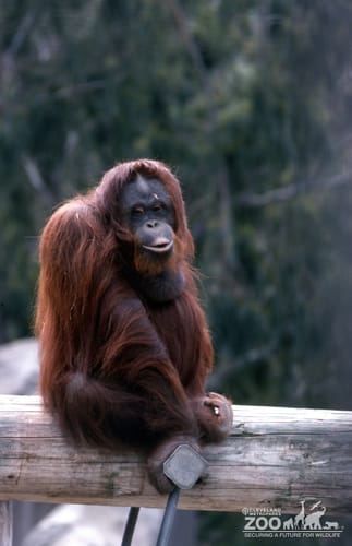 Orangutan Up Sitting On A Log