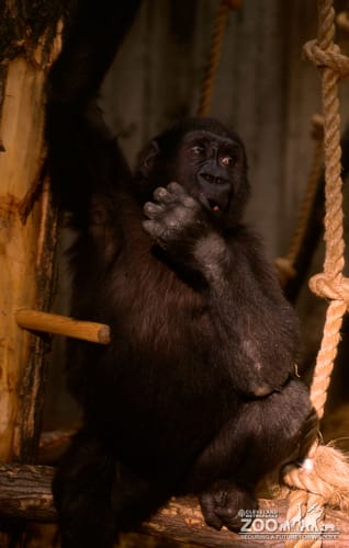 Gorilla, Western Lowland Little Joe 2