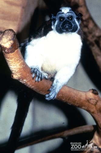 Tamarin, Geoffroy's Sitting On Limb 2