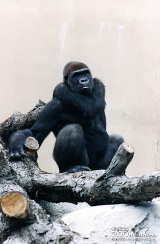 Gorillas, Western Lowland5
