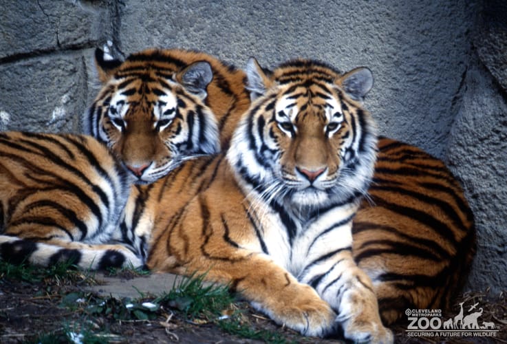 Tiger, Siberian Cuddling Together 