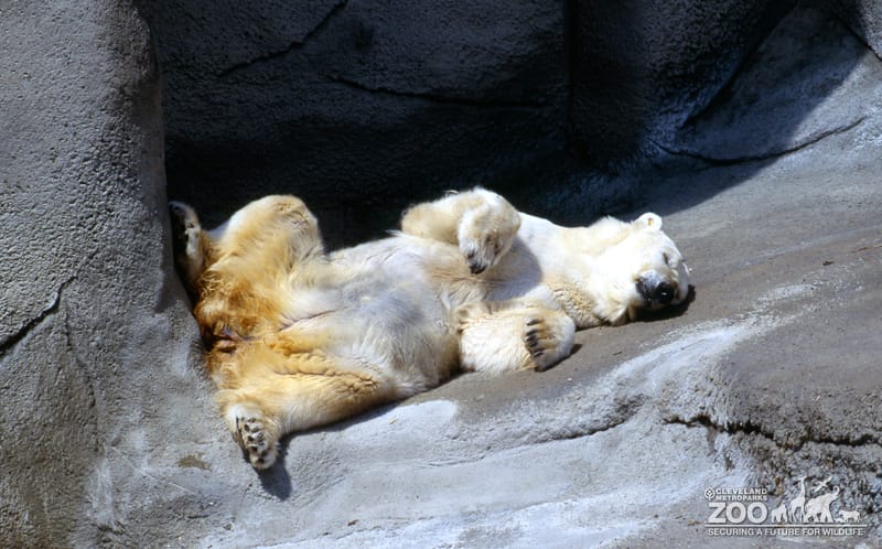 Polar Bear Waking From Sleep