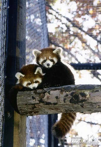 Red Pandas On Log In Exhibit