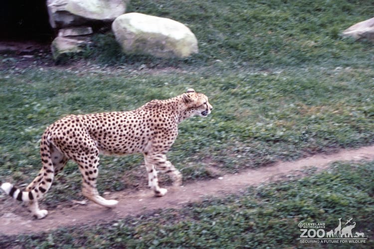 Cheetah Walking
