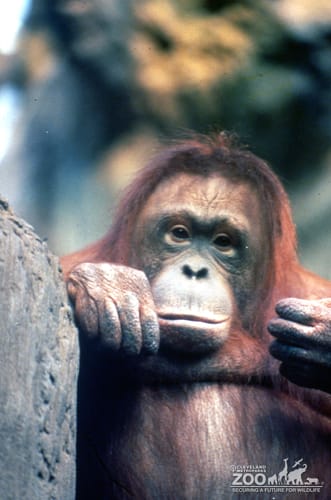 Orangutan Up Close Looking Pensive