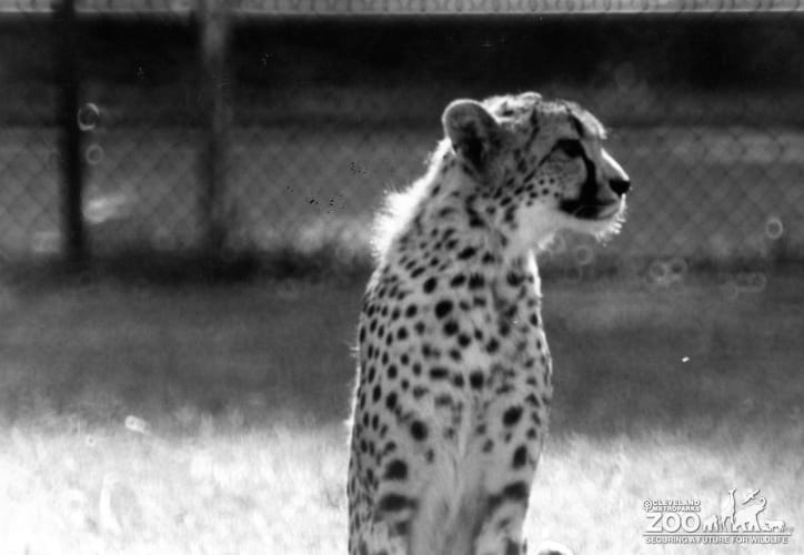 Cheetah Close-up 4