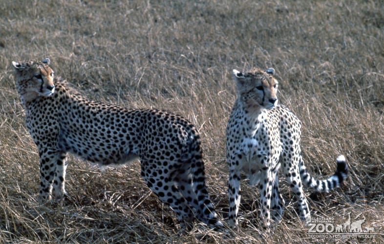 Two Cheetahs On Savanna