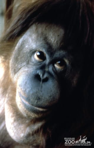 Orangutan Up Close Of Face