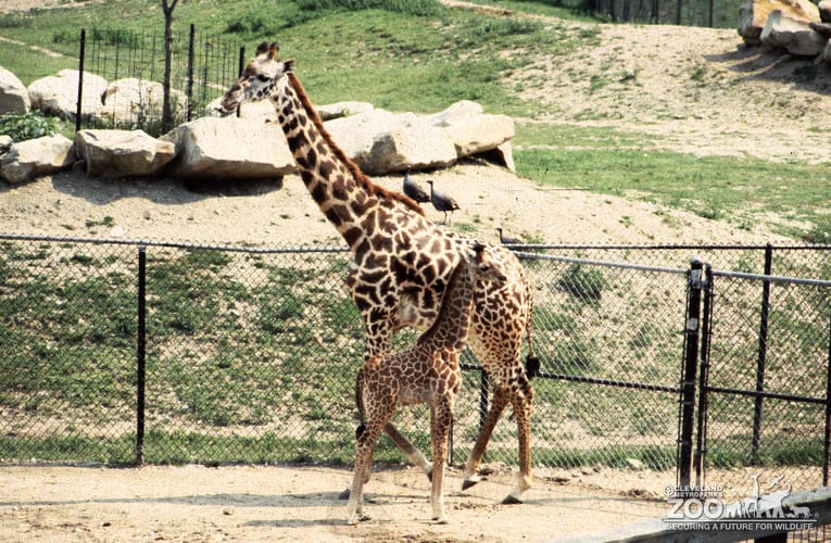 1988 - Name the Giraffe 2