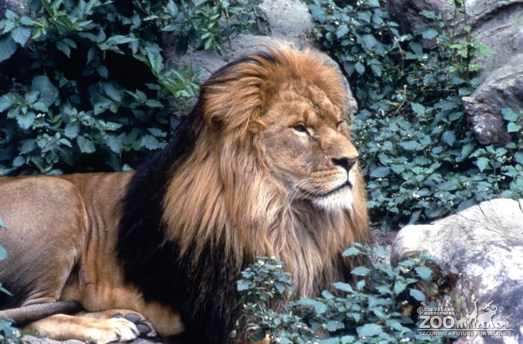 Lion, African Laying In The Grass