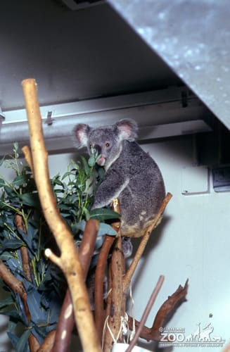 Koala, Queensland Smelling Eucalyptus 