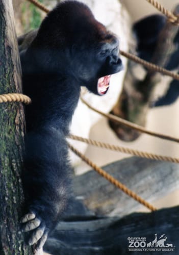 Gorilla, Western Lowland5