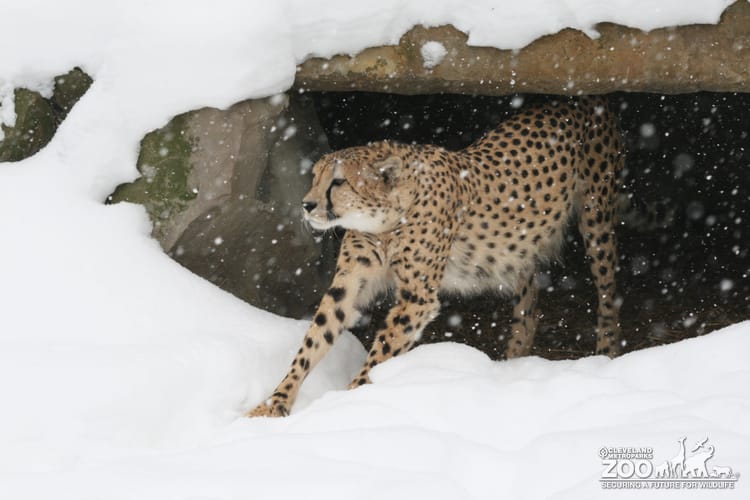Cheetah in Snow