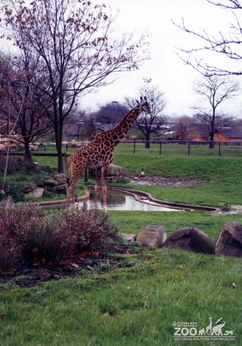 Giraffe, Masai3
