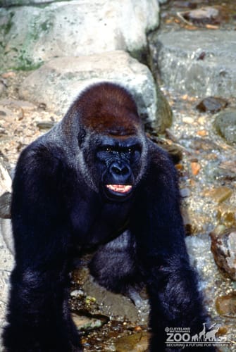 Gorilla, Western Lowland Showing His Teeth 