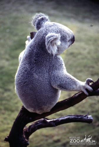 Koala, Queensland5