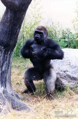 Gorilla, Western Lowland21