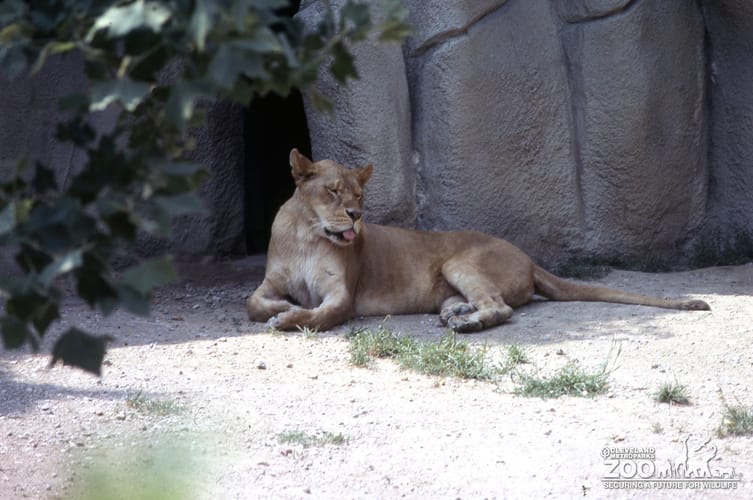 Lioness, African Sticking Tongue Out