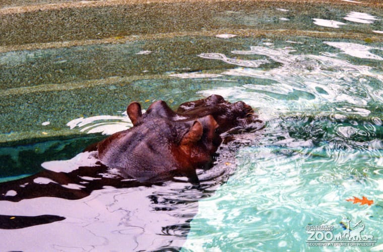 Hippopotamus, Nile16