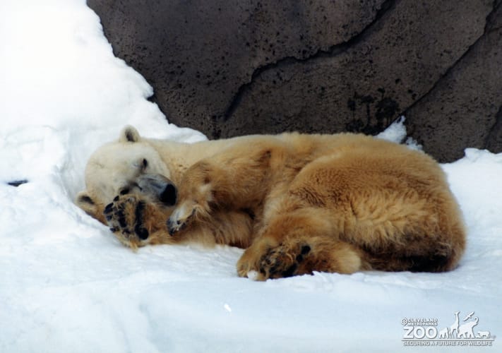 Polar Bear Laying In the Snow