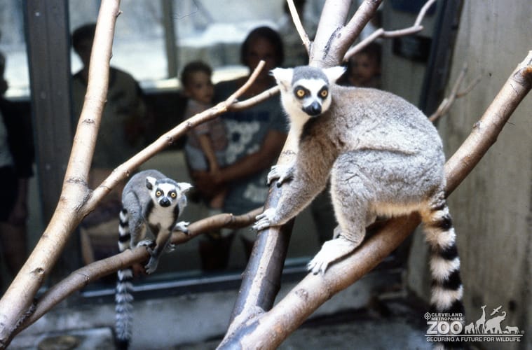 Ring-Tailed Lemurs In Tree